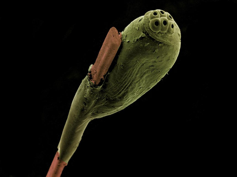 Illustration for article titled These Close-Up Views Of Nature And Technology Are Simply Awe-Inspiring